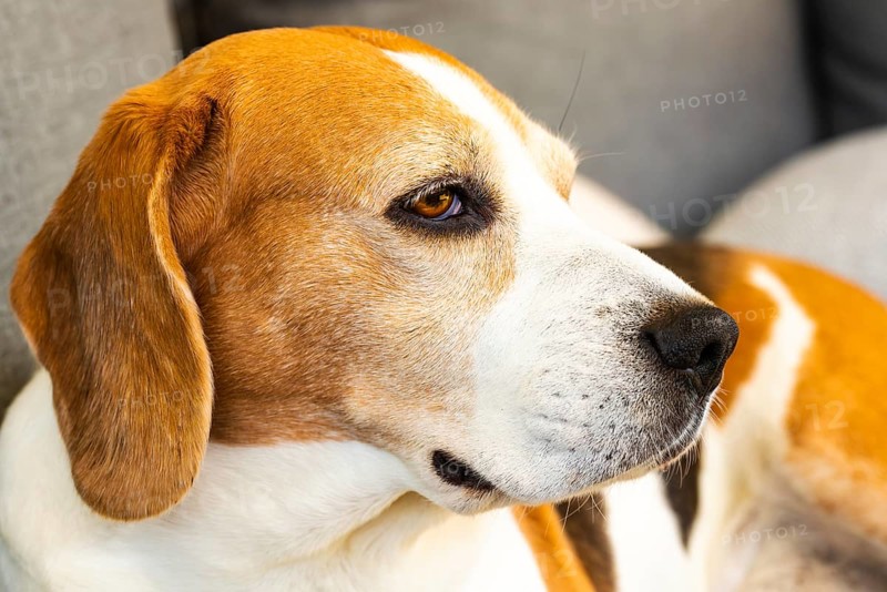 Beagle resting on a sofa indoors with a calm expression, Graz, Austria