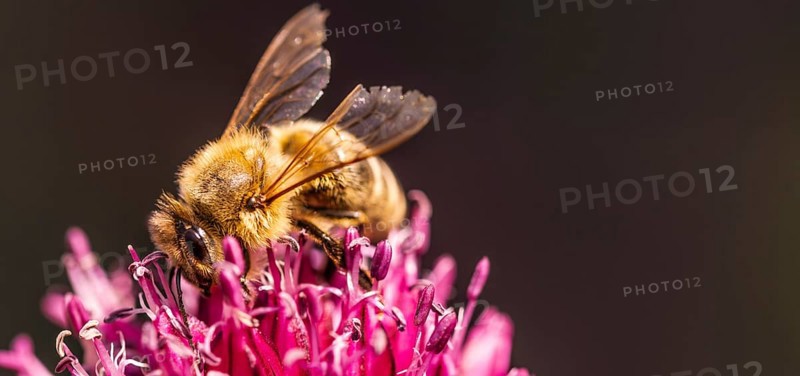 Close-up of a bee pollinating a purple-pink flower, Graz, Austria
