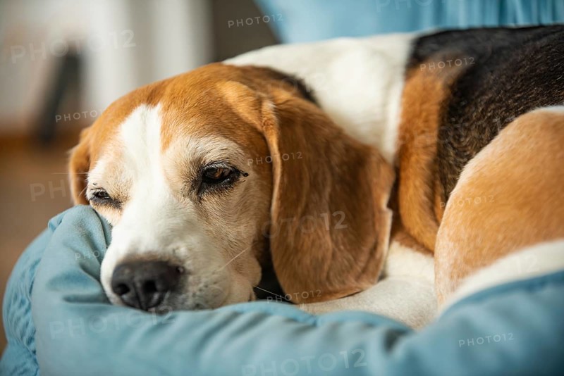 A beagle dog resting on a blue blanket, looking cozy, Graz, Austria