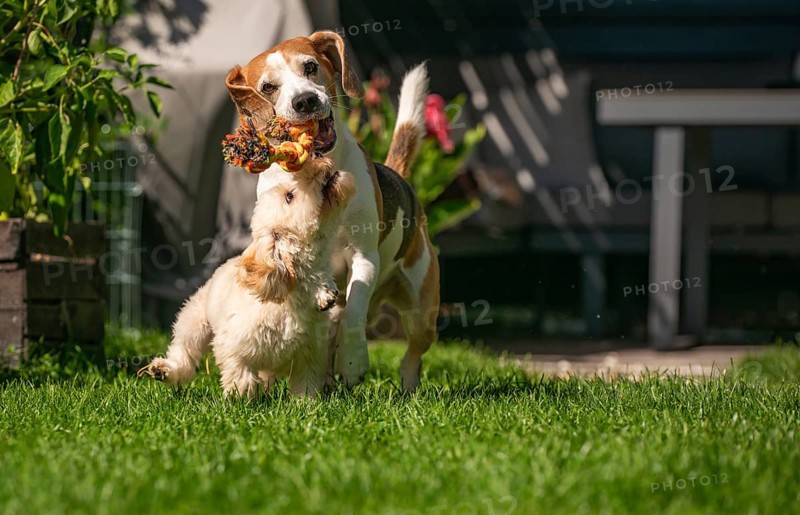 Maltipoo puppy and Beagle dog playfully tugging a toy in a grassy, sunlit garden, Graz, Austria