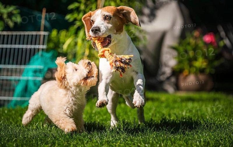 Energetic Maltipoo puppy and Beagle dog playing with a rope toy in a sunlit garden, Graz, Austria