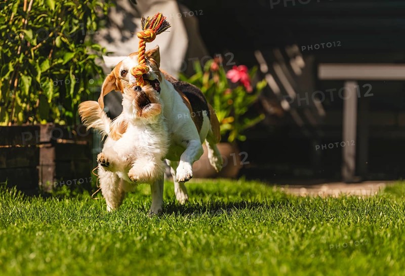 A dog jumping actively while holding a rope toy on green grass, Graz, Austria