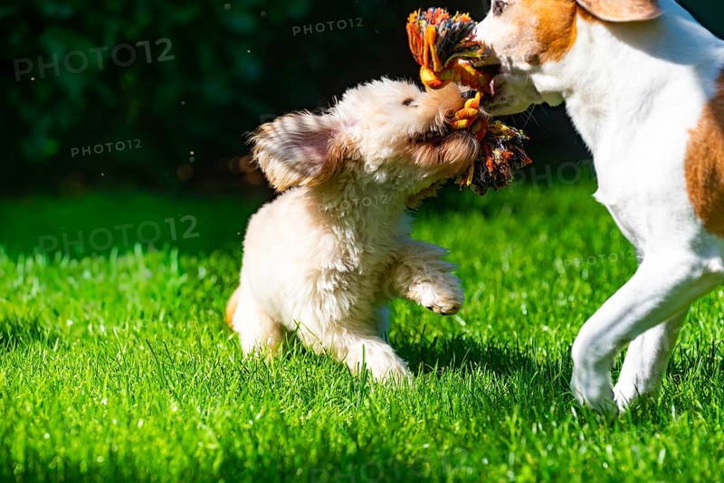 A Maltipoo puppy and a Beagle dog joyfully playing in a sunlit field, Graz, Austria