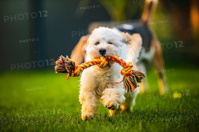 A playful Maltipoo puppy running with a rope toy on a grassy lawn, Graz, Austria