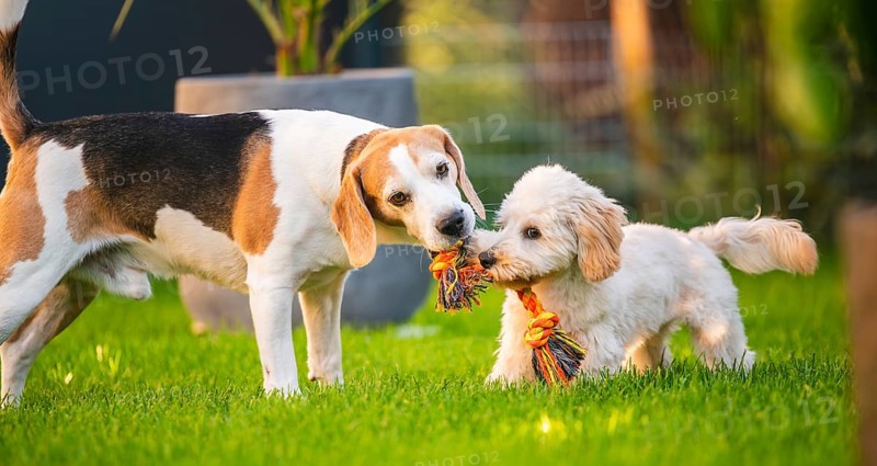 Maltipoo puppy and Beagle dog playing energetically with a colorful rope on a sunny grassy lawn, Graz, Austria