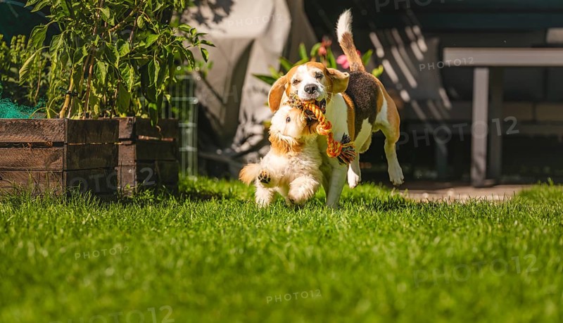 Maltipoo puppy and Beagle dog joyfully running and playing in a sunlit garden, Graz, Austria
