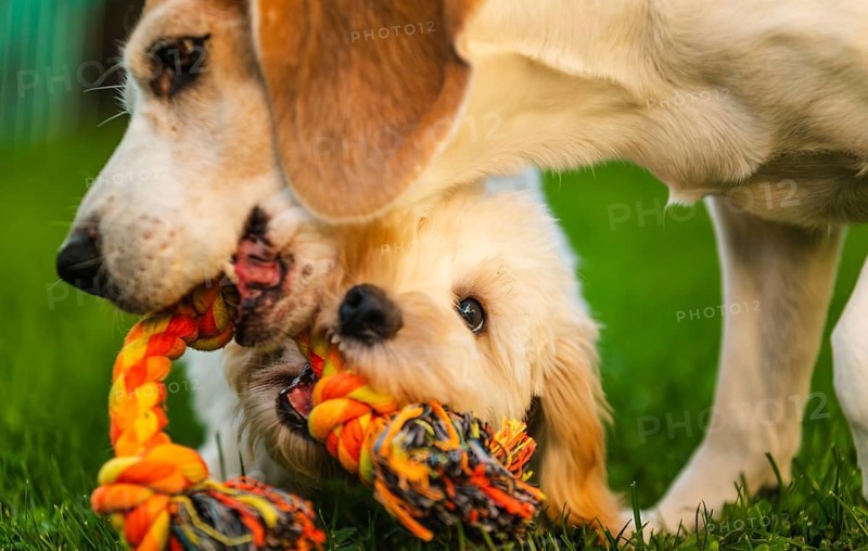 Maltipoo puppy and Beagle dog engaged in a playful tug-of-war on green grass, showing teamwork, Graz, Austria