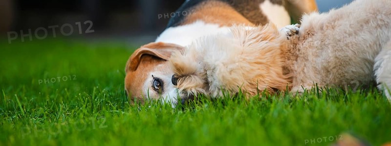 Maltipoo puppy and Beagle dog lying on green grass, appearing playful yet calm, in an outdoor scene, Graz, Austria