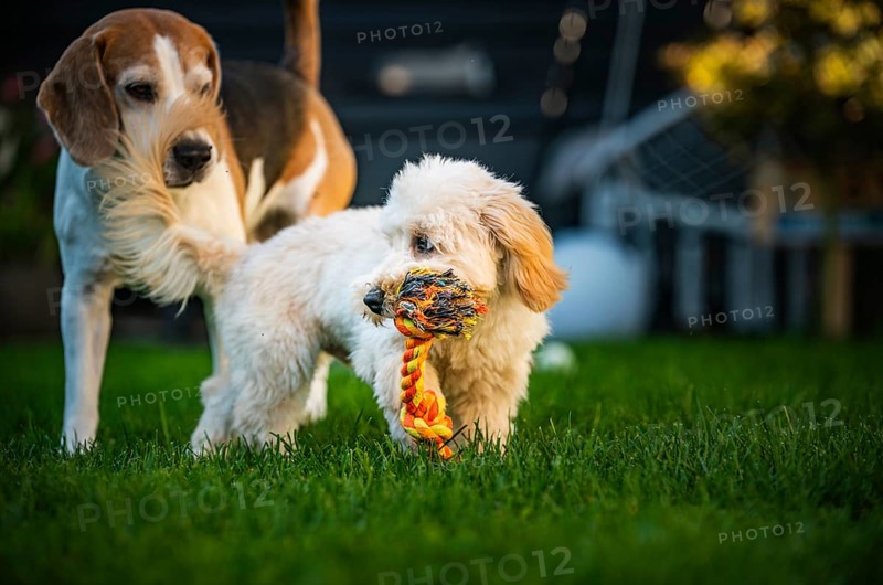 Maltipoo puppy and Beagle dog playing with a rope toy in a vibrant backyard setting, Graz, Austria