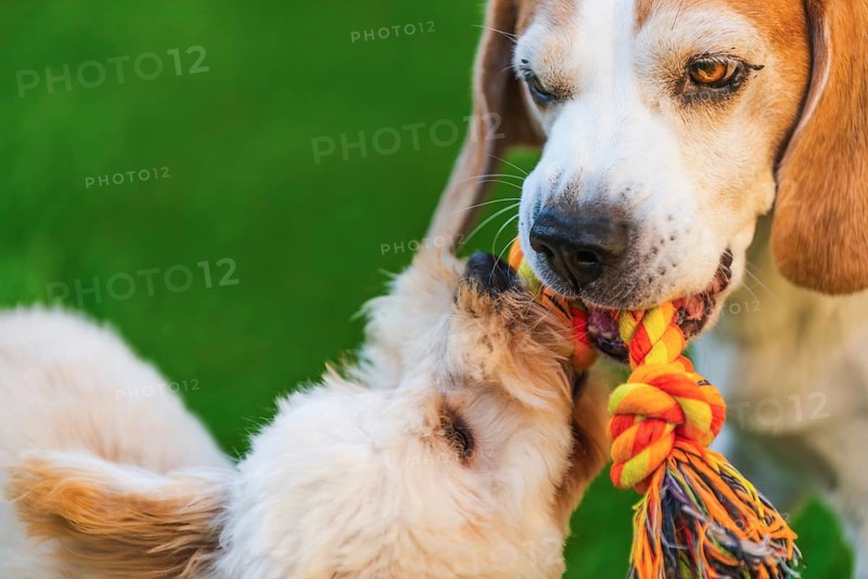 Maltipoo and Beagle dogs playing tug-of-war with a colorful rope toy on green grass, Graz, Austria