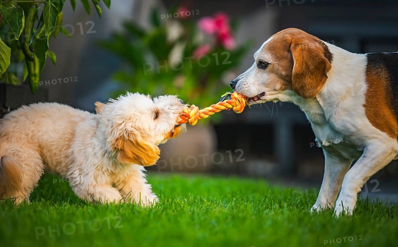 Maltipoo and Beagle dogs intensely playing tug-of-war, enjoying outdoor fun, Graz, Austria
