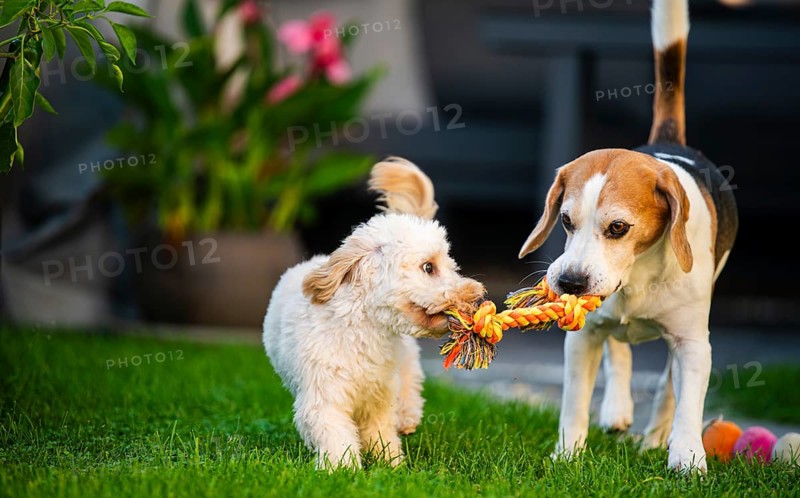 Two dogs engaging in a playful tug-of-war with a rope toy, Graz, Austria