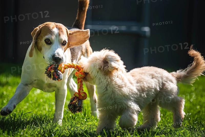 Maltipoo puppy and a Beagle dog playfully tugging on a rope toy in a grassy yard, Graz, Austria