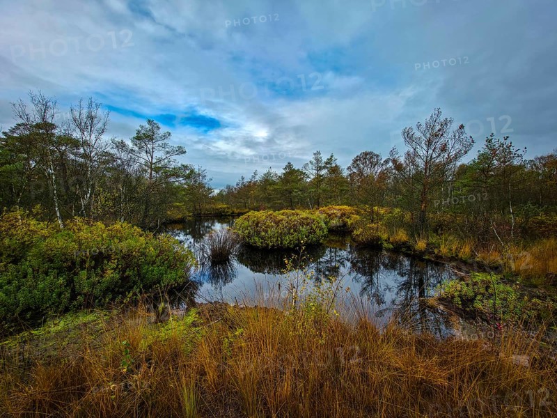 A still body of water in a moor surrounded by trees under an overcast sky, The Holler Moor in 27804 Berne, Lower Saxony, Germany