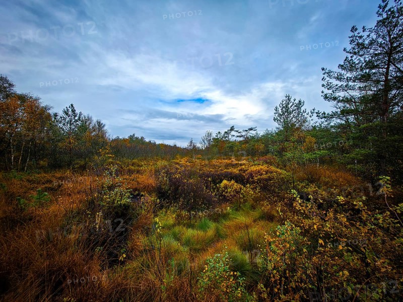 An extensive autumn landscape under a cloudy sky with lively vegetation, The Holler Moor in 27804 Berne, Lower Saxony, Germany