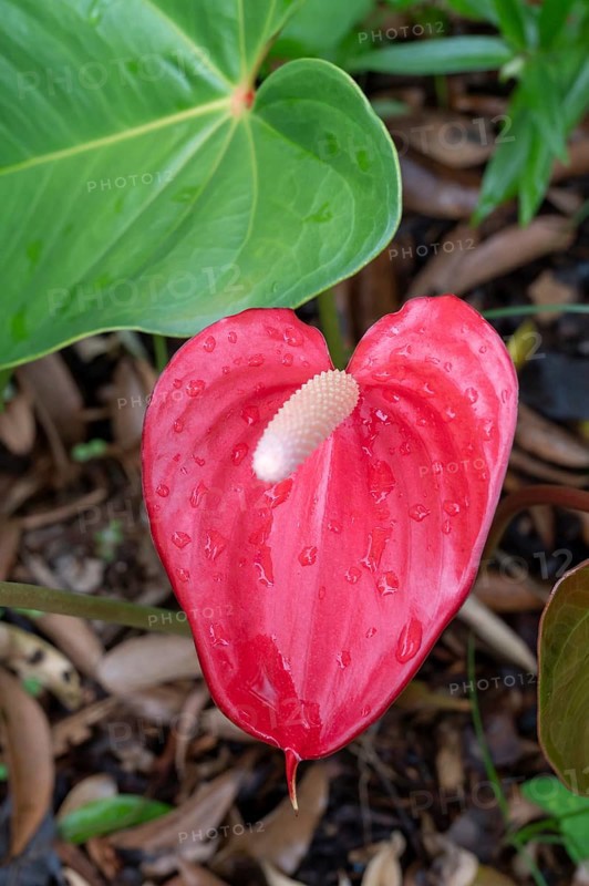 A bright red anthurium (Anthurium andraeanum) with a white flask (Spadix) and dew drops on the heart-shaped bract dominates a close-up, surrounded by large, dark green leaves and moist, brown forest soil, La Reunion, France