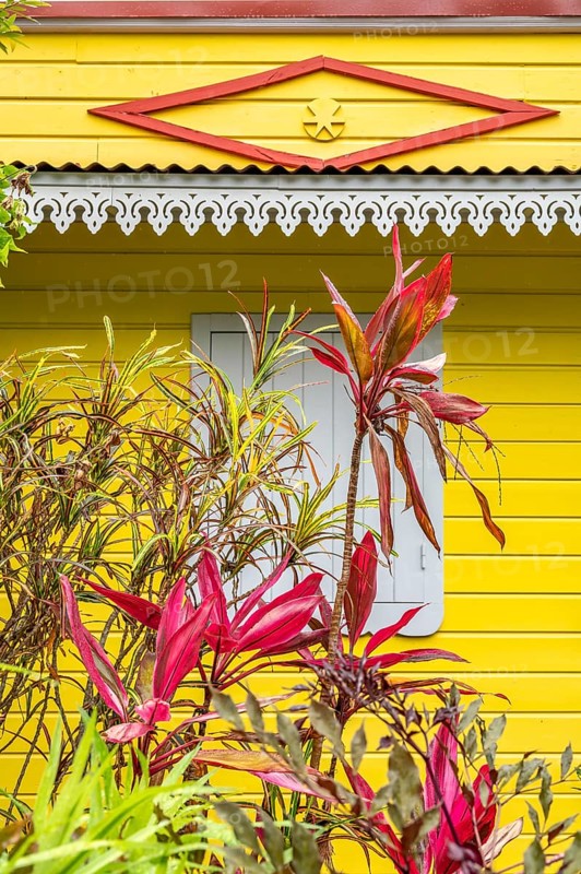 Typical Creole architecture of a house with a yellow wooden façade, white lambrequin over a window and a red rhombus as a magic eye, while bright red and green tropical plants fill the foreground, Entre-Deux, Highlands, La Reunion, France