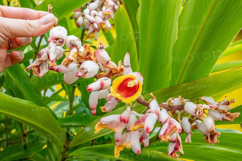 Close-up of red ginger (Alpinia purpurata) inflorescences with showy, white-pink bracts and yellow-red lip held by a hand against a backdrop of large, bright green leaves in a tropical garden, Entre-Deux, La Reunion, France
