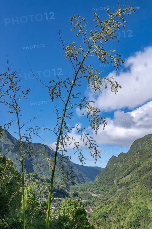 The view from Department 52 (D52) into Cirque de Salazie shows the deep, tropical green valley, whose steep rempart rock faces rise under a blue sky with bright clouds, while flower-bearing plant stems in the foreground form a natural framework for the embedded villages at the bottom of the valley, Cirque de Salazie, Tropical Highlands, La Reunion, France