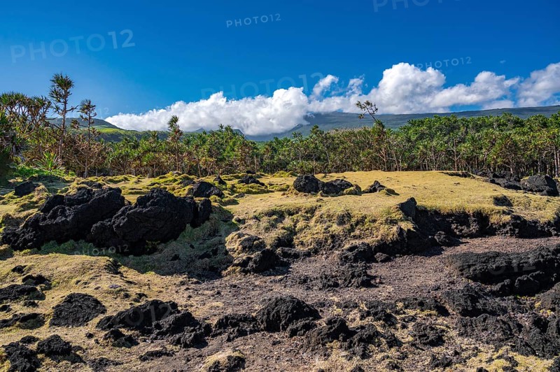 Typical vegetation of the landscape from Cap Mechant with black lava rocks, conquered here and there by thin vegetation that merges into a thick border of Pandanus trees (Vacoas), while a bright cloud wall on the horizon covers the volcanic hills, Cap Mechant, South Coast, La Reunion, France