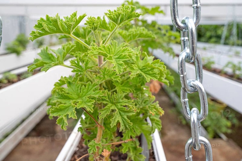 Close-up of healthy green geranium plant (pelargonium) with its serrated leaves in a breeding facility (growth house) with silver chains and white planters in the foreground, taken at the C.A.H.E.B. (Cooperative Agricole de Huiles Essentielles de Bourbon), Le Tampon, La Reunion, France