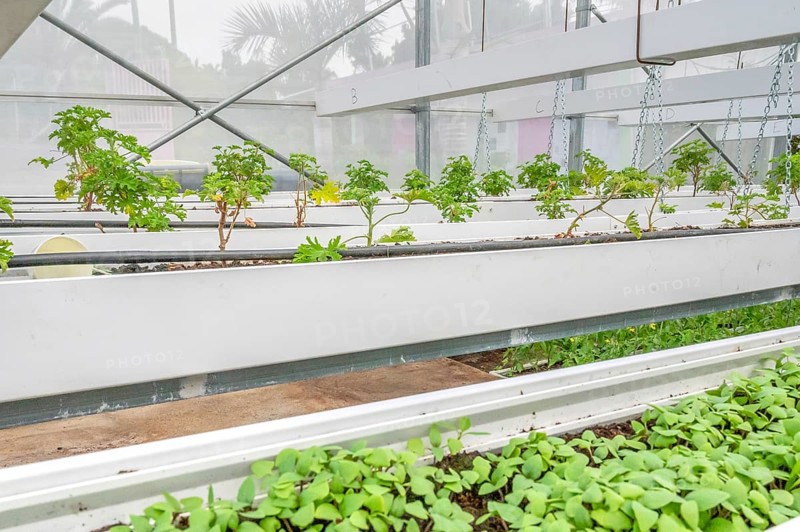 Healthy, green geranium plant (pelargonium) with its serrated leaves in a breeding facility (gewaxhouse) with silver chains and white planters in the foreground, taken on the grounds of C.A.H.E.B. (Cooperative Agricole de Huiles Essentielles de Bourbon), Le Tampon, La Reunion, France