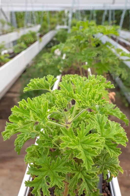 Close-up of healthy, green geranium plant (pelargonium) with its serrated leaves in a breeding facility (growth house) with silver chains and white planters in the foreground, taken on the grounds of C.A.H.E.B. (Cooperative Agricole de Huiles Essentielles de Bourbon), Le Tampon, La Reunion, France