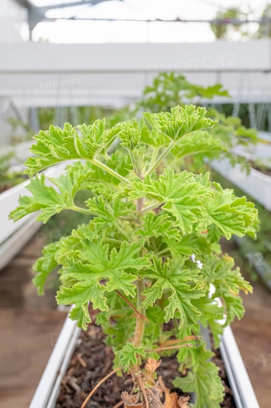 DSC_9986 Close-up of healthy green geranium plant (pelargonium) with its serrated leaves in a growing facility (growth house) with silver chains and white planters in the foreground, taken on the grounds of C.A.H.E.B. (Cooperative Agricole de Huiles Essentielles de Bourbon), Le Tampon, La Reunion, France