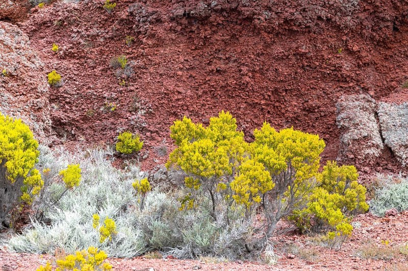 Detail of the flanks along the Route du Volcan with intense yellow-green and silver-colored plants growing on the characteristic rust-red volcanic soil of the highlands towards Piton de la Fournaise, Bourg-Murat, Route du Volcan, Piton de la Fournaise, La Reunion, France