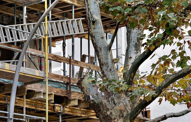 Sycamore tree with cut branch, space for scaffolding on a new building of a house, Berlin, 28.10.2025, Germany