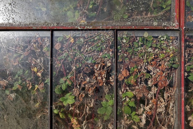 Abandoned greenhouse of a nursery, view of the completely overgrown interior, Lost Place, Düsseldorf, North Rhine-Westphalia, Germany