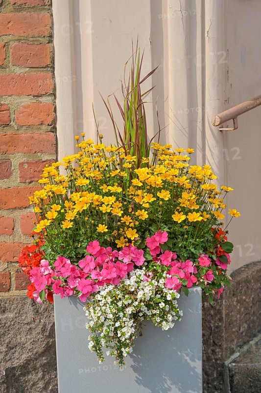 Flowers, flower box, Helsinki, Finland
