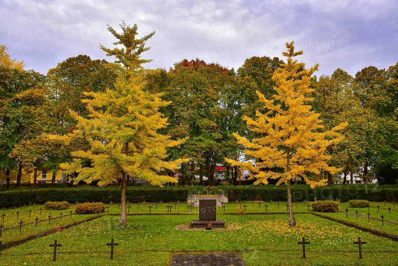Ginkgo or ginko (ginkgo biloba) at the western cemetery in Augsburg, administrative district of Swabia, Bavaria, Germany