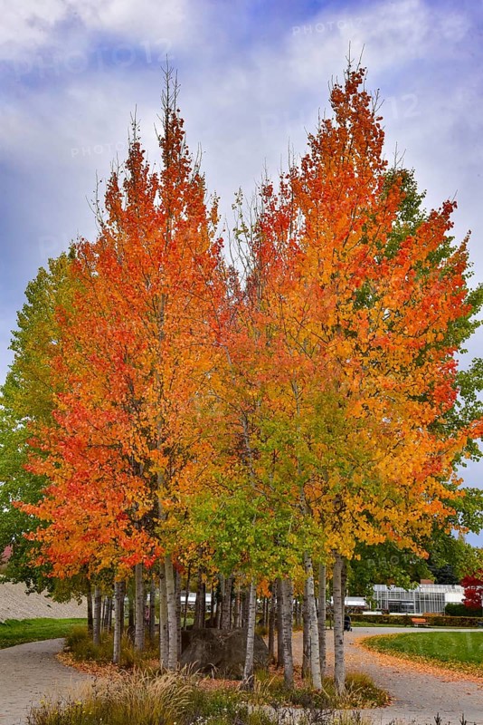 Aspen, (Populus tremula) in an urban park in Augsburg, administrative district of Swabia, Bavaria, Germany