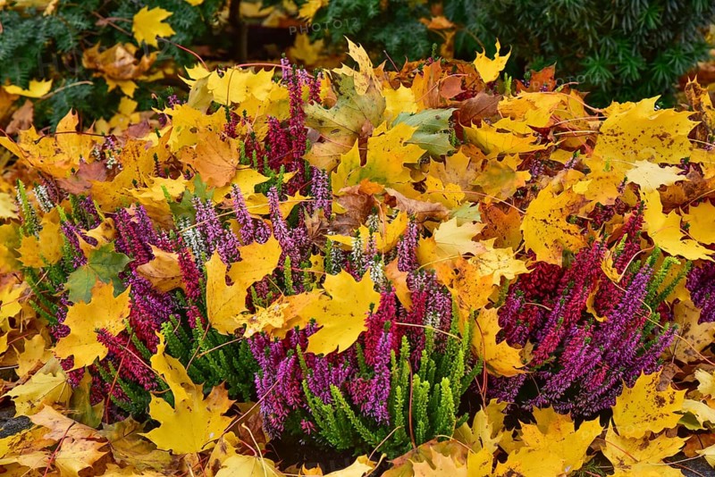 Broom heath (Calluna vulgaris) or Erika covered with autumn leaves in a cemetery in Bavaria, Germany