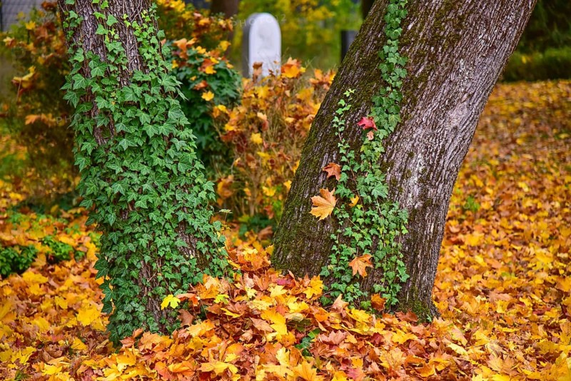 Ivy (Hedera helix) on a tree in a cemetery in Bavaria, Germany