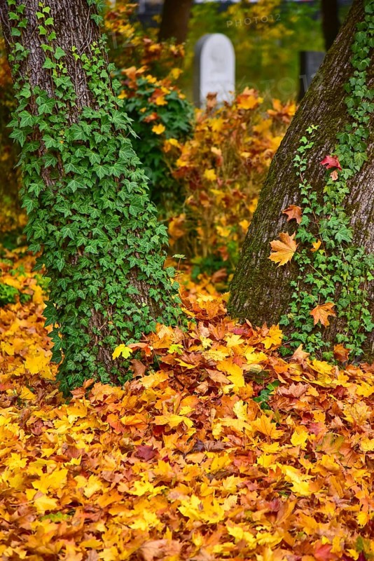 Ivy (Hedera helix) on a tree in a cemetery in Bavaria, Germany