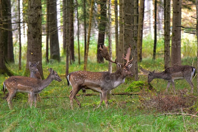 Fallow deer with magnificent antler shovels (Dama dama) in an autumn forest surrounded by its herd of deer cows, Bavaria, Germany