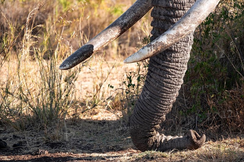 African elephant (Loxodonta africana) detail trunk and tusks, the famous Super Tusker elephant Craig, old male with long tusks, Kajiado County, Kenya