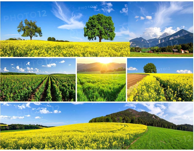 Collage of spring and summer landscapes, blooming flowers, green meadows and trees, hilly landscape with mountains, blue cloudy sky with sunrise or sunset, wallpaper illustration for banner or template background, AI generated