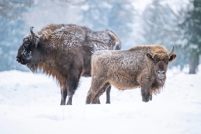 European bison (Bison bonasus) or Wisent mother with her calf standing on a meadow next to the forest in winter, snow, Bavaria, Germany