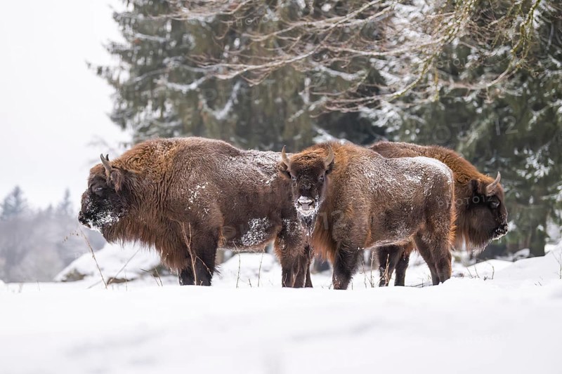 European bison (Bison bonasus) or Wisent standing on a meadow next to the forest in winter, snow, Bavaria, Germany