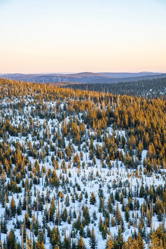 Norway spruce (Picea abies) trees and dead tree trunks from an aerial perspective at sunrise in winter, mount Lusen, Bavarian Forest, Bavaria, Germany