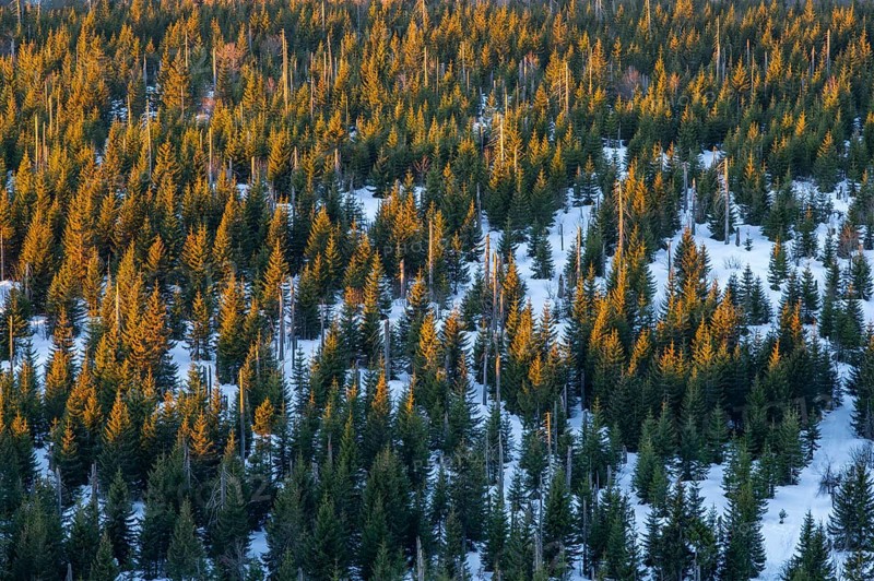 Norway spruce (Picea abies) trees and dead tree trunks from an aerial perspective at sunrise in winter, mount Lusen, Bavarian Forest, Bavaria, Germany