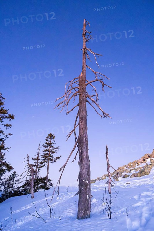 Trees standing at Mount Lusen in the bavarian forest at sunrise at winter, Bavaria, Germany