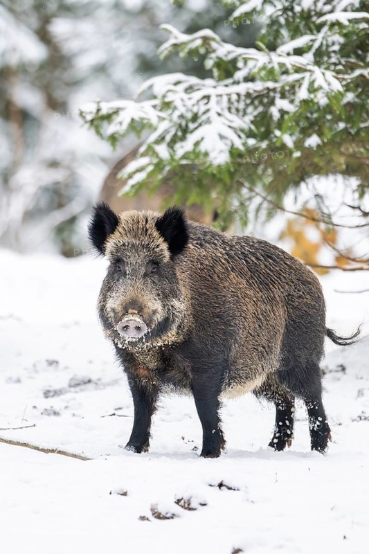 Wild boar (Sus scrofa) standing in a forest in winter, snow, Bavaria, Germany