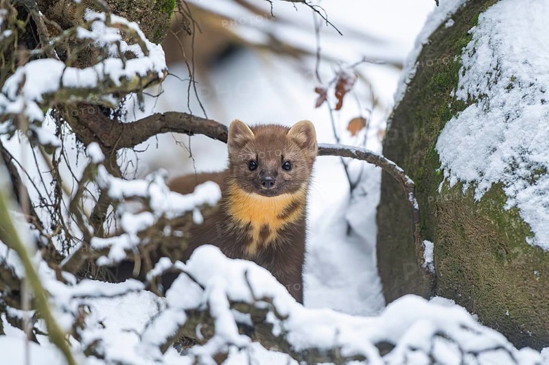 European pine marten (Martes martes) standing in the snow in winter, National Park Bavarian Forest, Bavaria, Germany