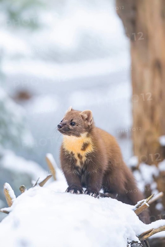 European pine marten (Martes martes) standing in the snow in winter, National Park Bavarian Forest, Bavaria, Germany