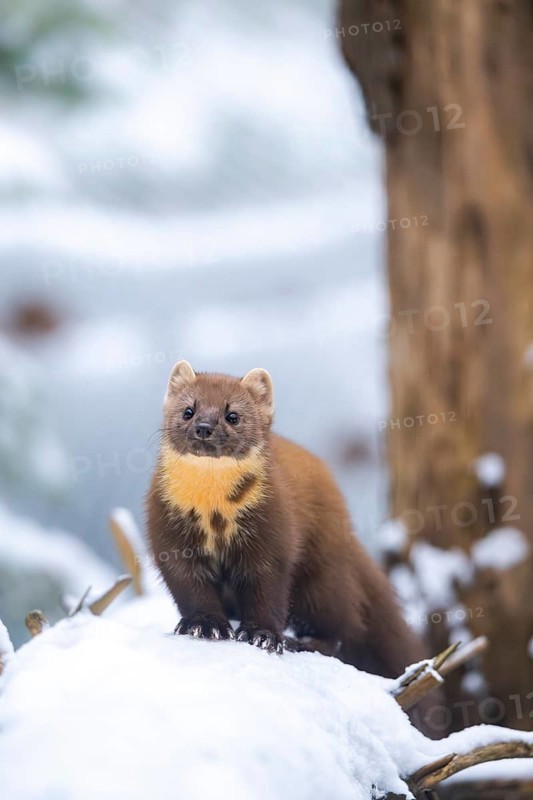 European pine marten (Martes martes) standing in the snow in winter, National Park Bavarian Forest, Bavaria, Germany