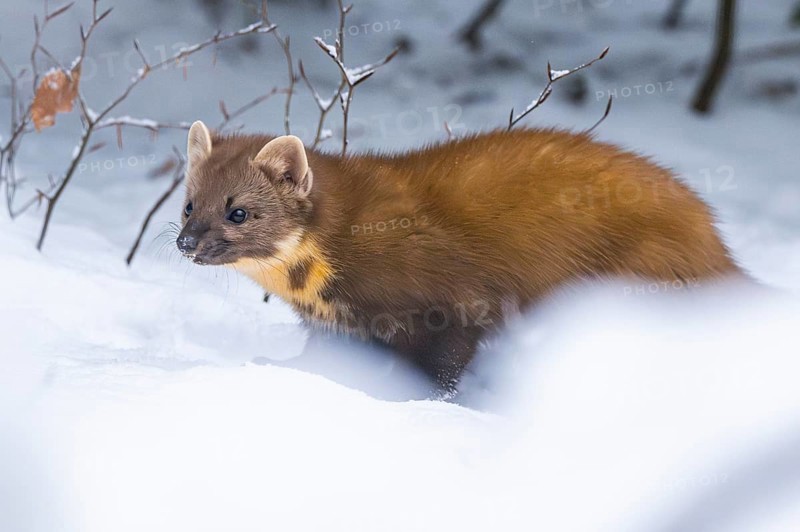 European pine marten (Martes martes) standing in the snow in winter, National Park Bavarian Forest, Bavaria, Germany
